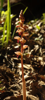 2008-03-31_1 Striated Coralroot Orchid TN.jpg - 33030 Bytes